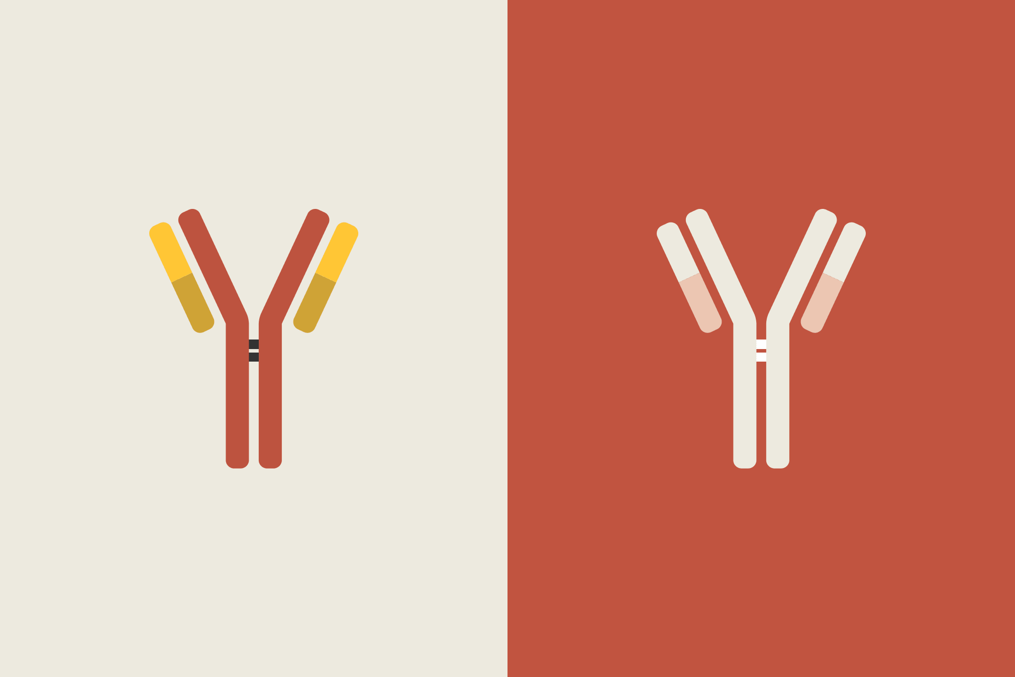 The coronavirus antibodies explainer